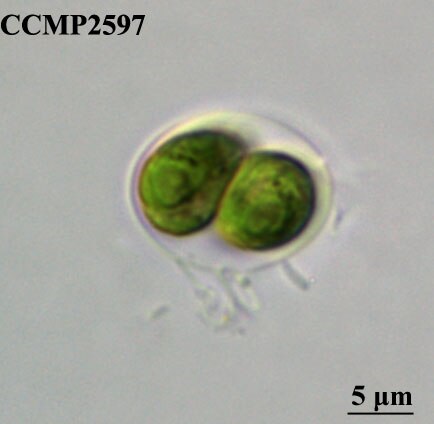CCMP2597 | NCMA at Bigelow Laboratory